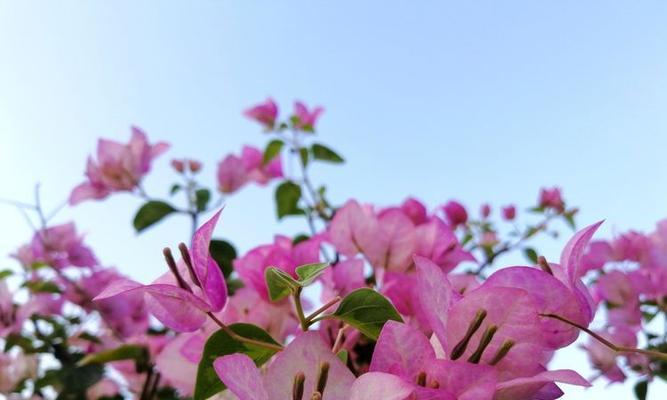 三角梅开花时间及养护技巧（春季养护让三角梅盛放/三角梅花期如何延长）