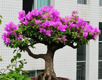 三角梅的浇水技巧（春夏秋冬各有不同）