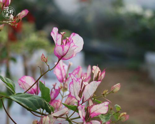 三角梅开完花怎么处理（步骤详解）