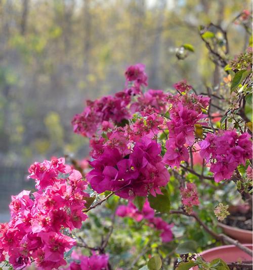 三角梅开花季节及频率（探讨三角梅开花的时机和次数）