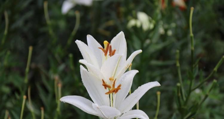 白百合花语的美丽意涵（探寻白百合花语的深层寓意）