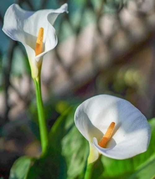 白色马蹄莲之美——花开如诗（花语浓郁的白色马蹄莲）