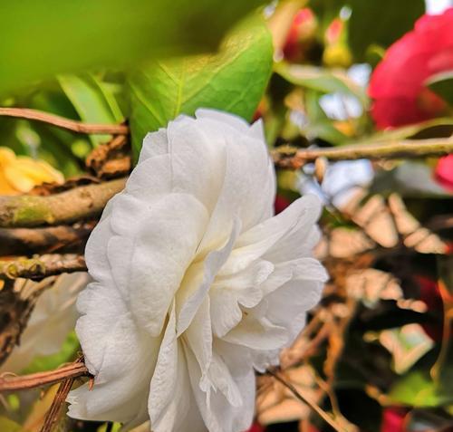 白色山茶花的花语——纯洁和祝福（用白色山茶花传达祝福和纯洁之意）