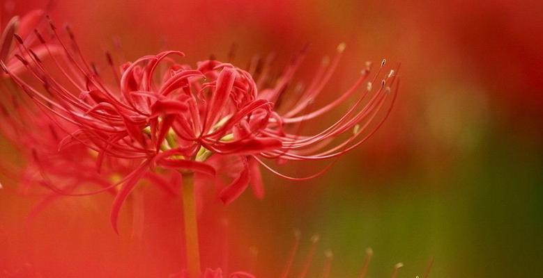 彼岸花花语——爱与坚强的象征（绽放在秋天的孤独之花）