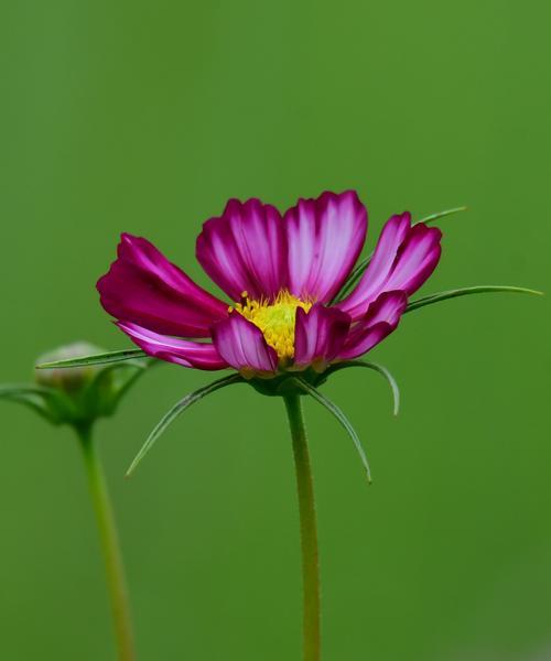 以波斯菊花语传递的深情与祝福（波斯菊花语的意义与应用）