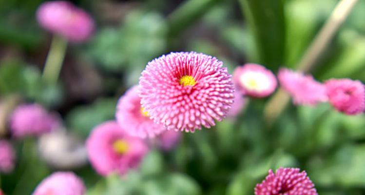 白色雏菊花语的神秘魅力（探索白色雏菊花语的深层含义与象征）