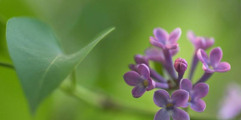 丁香的花语与寓意（探寻丁香花背后的深意）