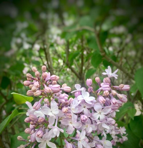 丁香花的花语（揭开丁香花的花语之谜）