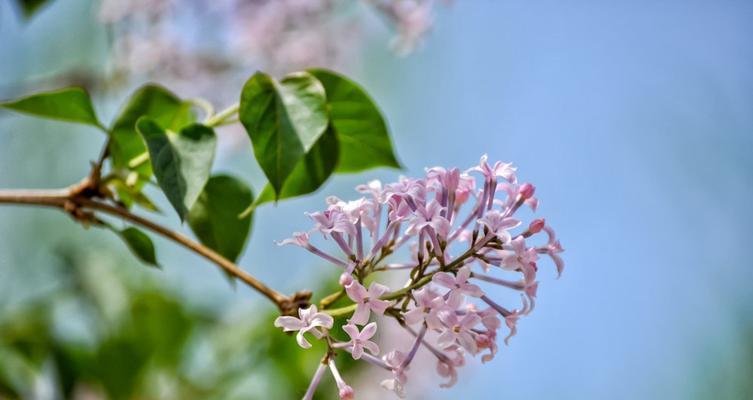 丁香花语之花开寓意（美丽绽放的丁香）