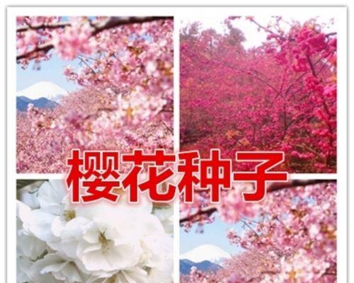 赏析冬樱花、重瓣樱花和樱花草的花语（冬樱花）