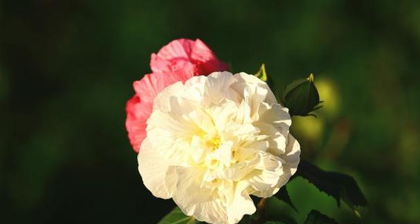 芙蓉花的象征意义与美丽魅力（解读芙蓉花的寓意与文化底蕴）