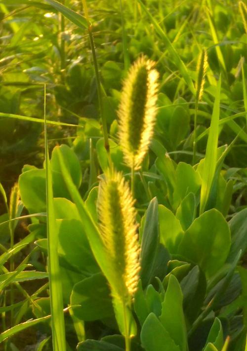 狗尾巴草的花语与意义（解读狗尾巴草的神秘花语）