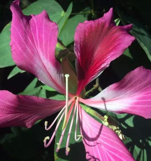 红花羊蹄甲的花语（红花羊蹄甲）