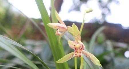 玉兰花的花语与意义（探索玉兰花的神秘花语）