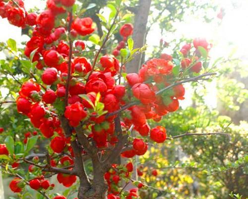 长寿冠海棠的花期特点（一年开几次花）