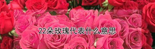 深入解析12朵玫瑰花的花语代表意义（传递感情的“花语”鲜花）