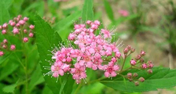 阿司匹林能否用于菊花浇水（探究阿司匹林的生物活性和在菊花生长中的作用）