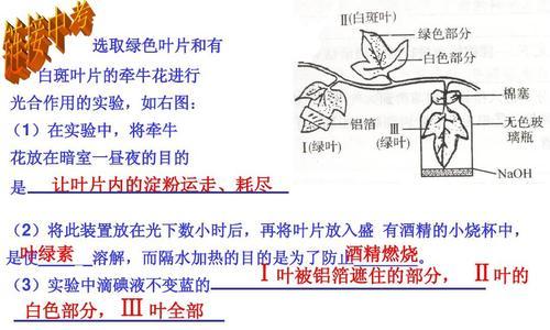 矮牵牛花叶病的发生原因及防治方法（预防和治疗矮牵牛花叶病的有效途径）