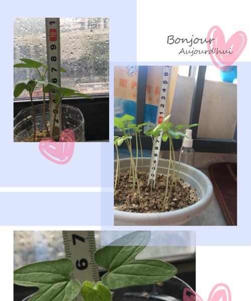 矮牵牛的土壤选择与种植技巧（探索矮牵牛最适宜的土壤搭配）