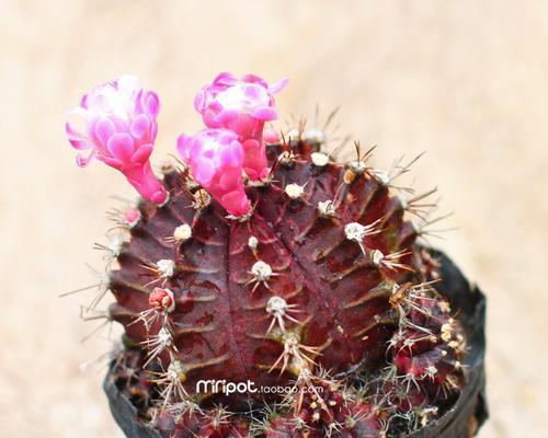 白鸟仙人球花语的美丽与意义（探秘白鸟仙人球花语的深刻寓意）