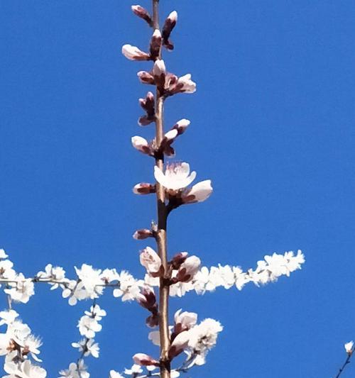 白色桃花的花语（爱情的纯洁与美好）