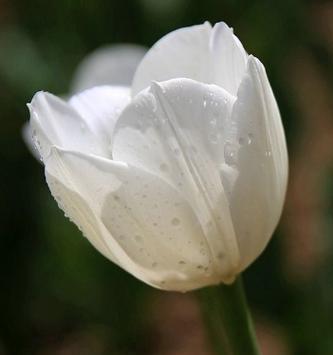 白郁金香花语的深层寓意（解读白郁金香的象征意义）