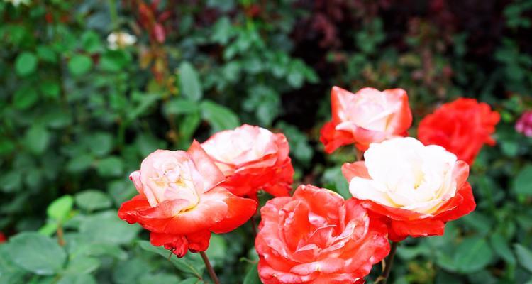 白月季花的花语与美丽寓意（探索白月季花的深意）