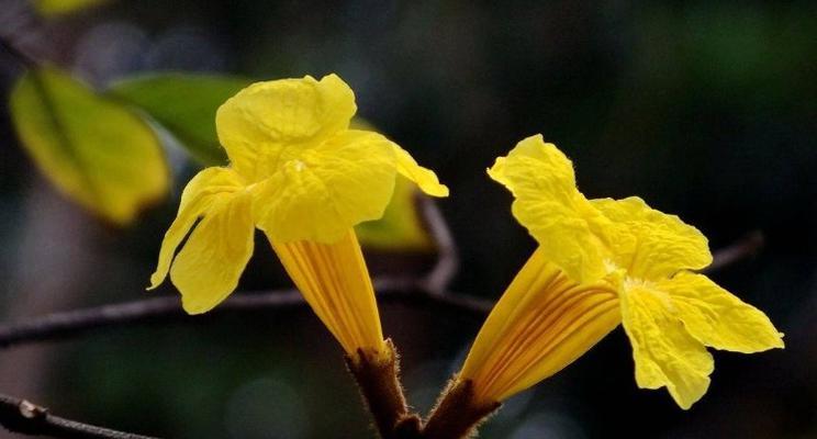 地奥铁兰花语（探秘地奥铁兰的花语）