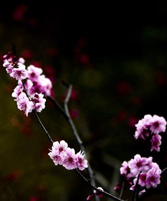 冬天的梅花，寒梅凌雪（冬日中的坚韧与美丽）