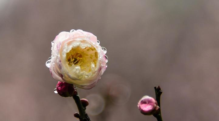 冬日梅花之美（探寻冬天梅花的独特魅力）