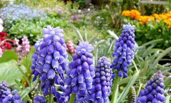 风信子的颜色花语（探寻风信子花语）