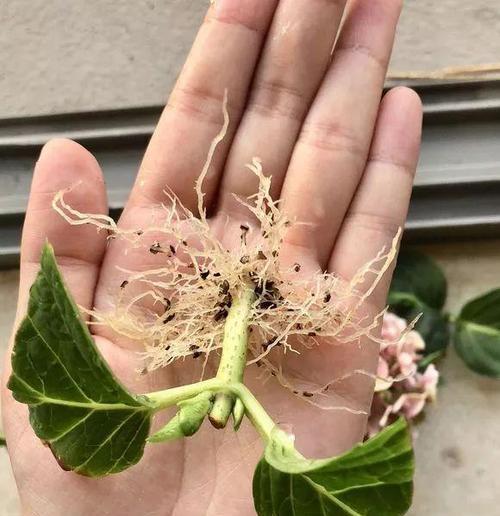 高压扦插法的原理和应用（了解植物繁殖技术中的高压扦插法）