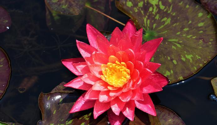 各色睡莲花语（探寻睡莲花的神秘语言）