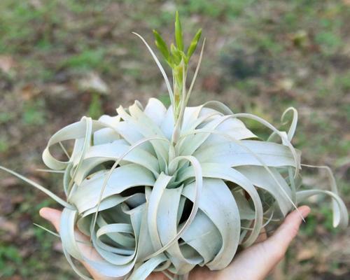 植物室内装饰的意义（提升空间美感）