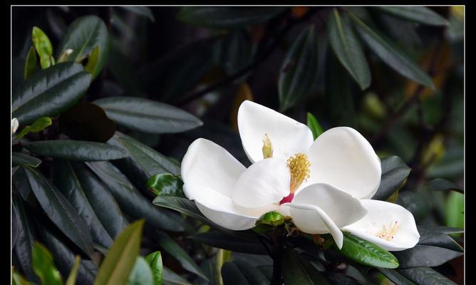 广玉兰花（探寻广玉兰花的内涵与象征意义）