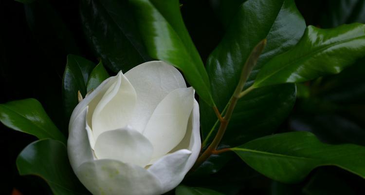 广玉兰花的象征意义（探秘广玉兰花的隐含寓意）