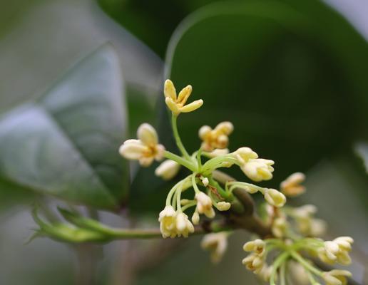 桂花的花语及其象征意义（浪漫与美好）