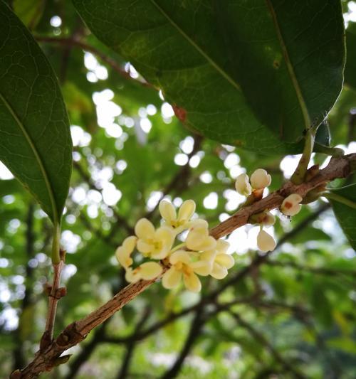 桂花开花的寓意（馨香花朵的象征与内涵）