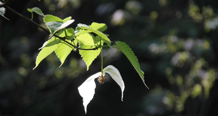 探秘鸽子树的奇妙世界（了解鸽子树的生态环境和药用价值）