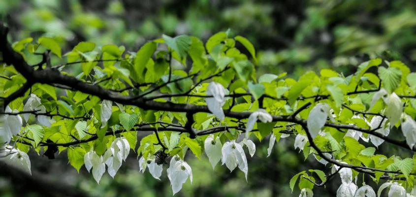 探秘鸽子树的种类及特征（了解鸽子树属于哪个植物类别及其生长环境）