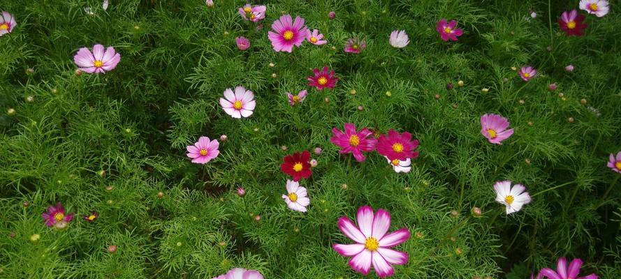 格桑花开花时间及特点（探秘格桑花生长规律）