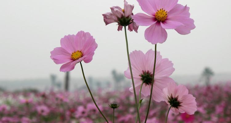 格桑花开花时间的研究（探究格桑花的开花过程及影响因素）