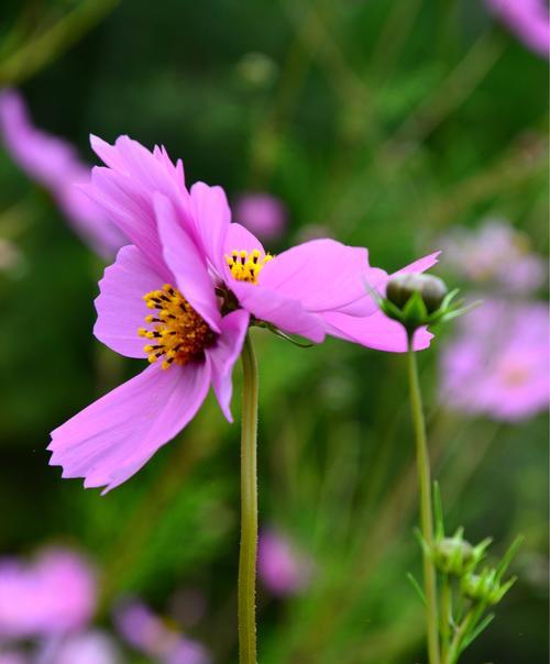 格桑花花期是什么时候（探究格桑花开放的时间及其相关事宜）