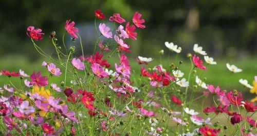 院子里能种格桑花吗（了解格桑花的特点和栽培技巧）