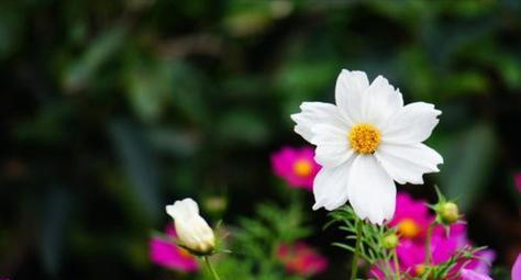 室内种植格桑花的方法（格桑花的生长条件与管理技巧）