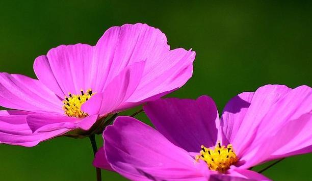 揭秘格桑花是四季开花的真相（探寻格桑花的生长习性及开花规律）