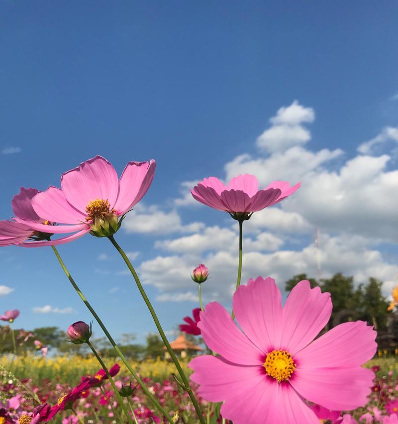 格桑花的美丽与传说（了解格桑花的历史与文化）