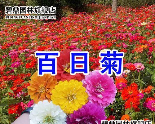 格桑花种植时间与生长周期（探究格桑花的生长规律及关键时期）