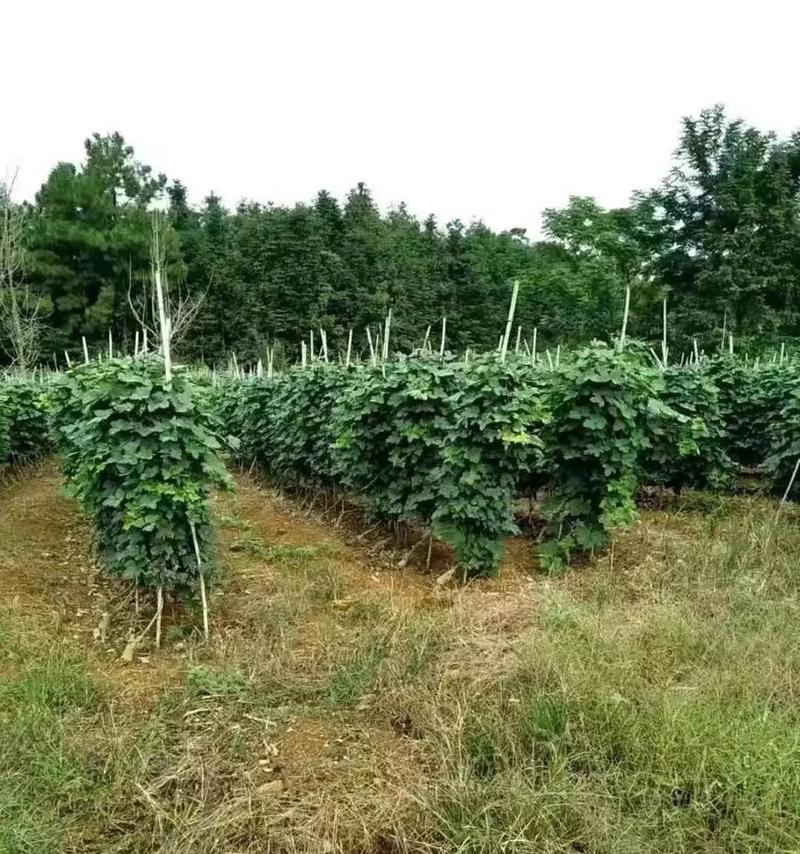 探秘葛根之根形态（揭开葛根的神秘面纱）