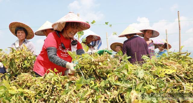 打造葛根种植的多元化套种方案（套种什么好）